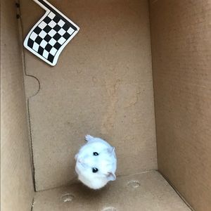 Meet your Posher, Kaitlin